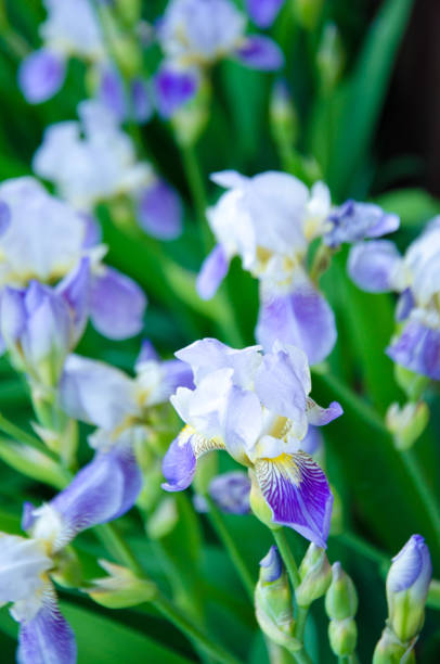 istock iris flowers purple in the garden 968958780