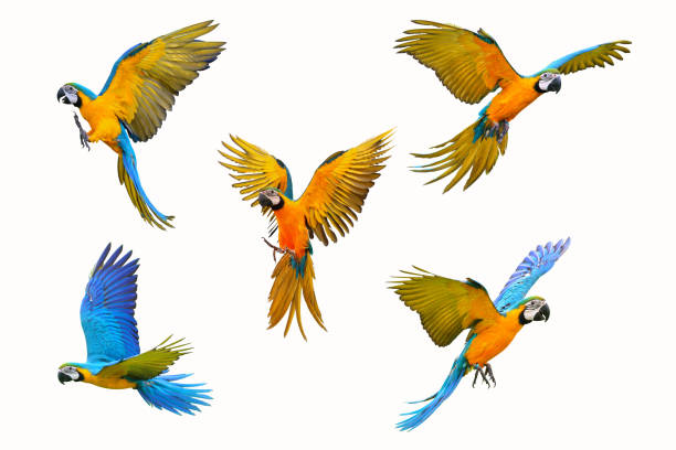 マコーパ - flying animal bird multi colored ストックフォトと画像