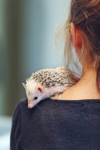 istock Girl holding a hedgehog 968960612