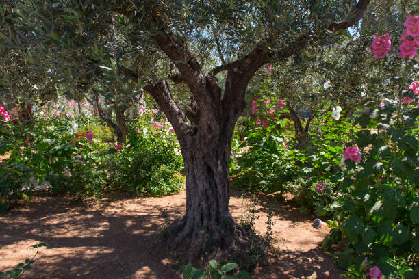 istock Olive trees in Gethsemane garden, Jerusalem 968960858