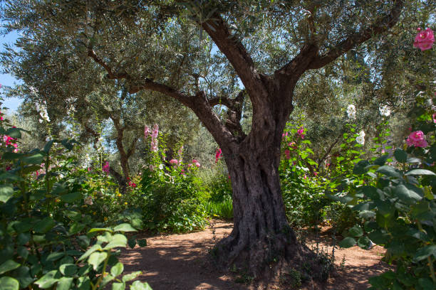 istock Olive trees in Gethsemane garden, Jerusalem 968960904
