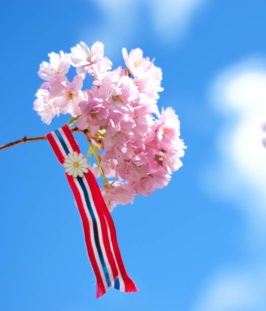 istock Blossoming pink sacura 968961672