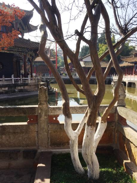 istock Isolated tree in Yuantong Temple (Kunming,Yunnan, China) 968964252