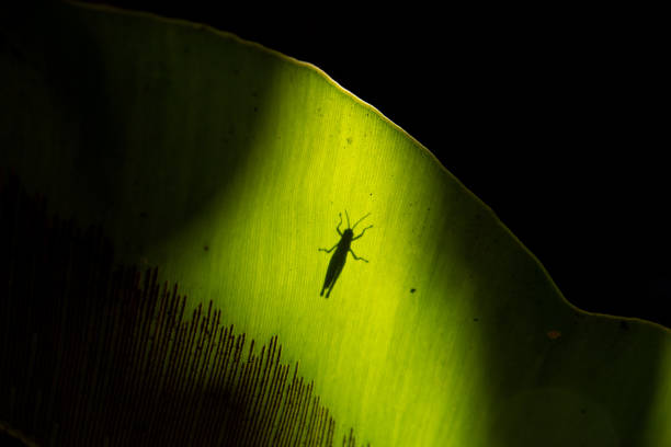 istock Shadow of the locust on the green leaf 968965260