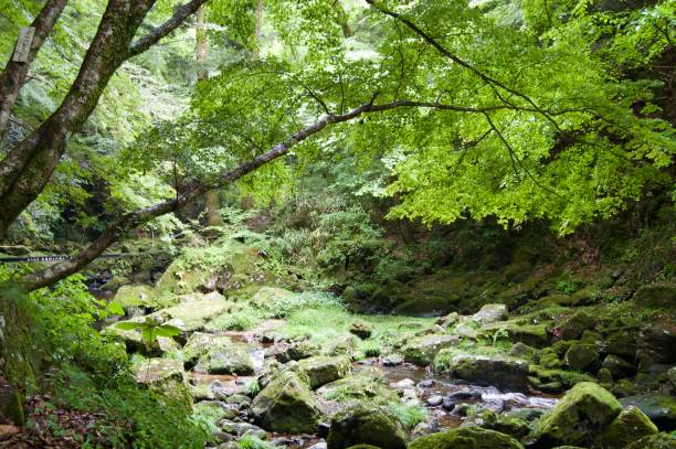 istock Akame 48 Waterfalls: Mysterious scenery with giant trees & huge moss covered rock formations, untouched nature, lush green vegetation, cascading waterfalls & natural pools in rural Japan near Osaka 968968184