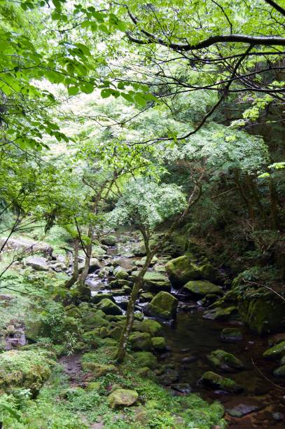 istock Akame 48 Waterfalls: Mysterious scenery with giant trees & huge moss covered rock formations, untouched nature, lush green vegetation, cascading waterfalls & natural pools in rural Japan near Osaka 968968578