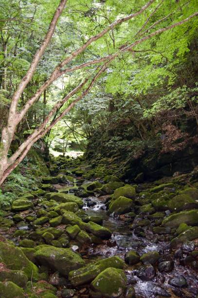 istock Akame 48 Waterfalls: Mysterious scenery with giant trees & huge moss covered rock formations, untouched nature, lush green vegetation, cascading waterfalls & natural pools in rural Japan near Osaka 968968768