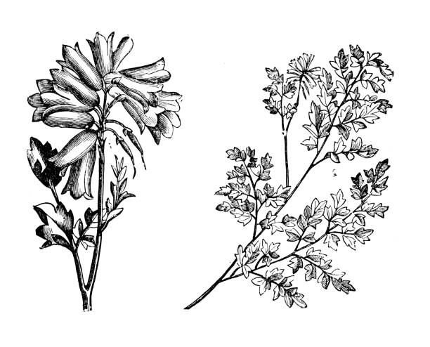 식물학 식물 골동품 조각 그림: 현호색속 semenowii - corydalis stock illustrations