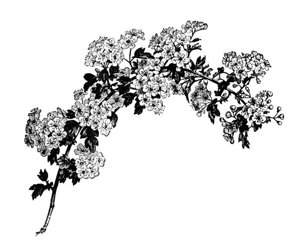 illustrations, cliparts, dessins animés et icônes de plantes de botanique antique illustration de gravure : crataegus monogyna "aubepine", aubépine - aubepine
