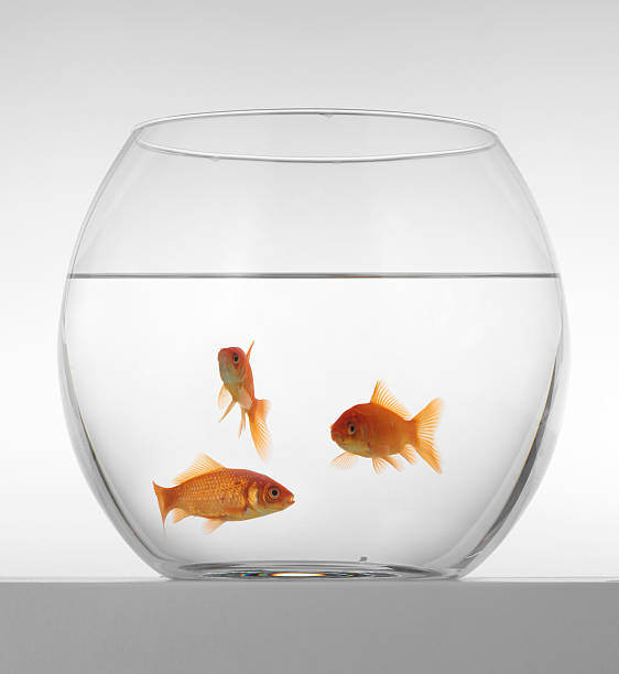istock goldfish in the aquarium 96897302