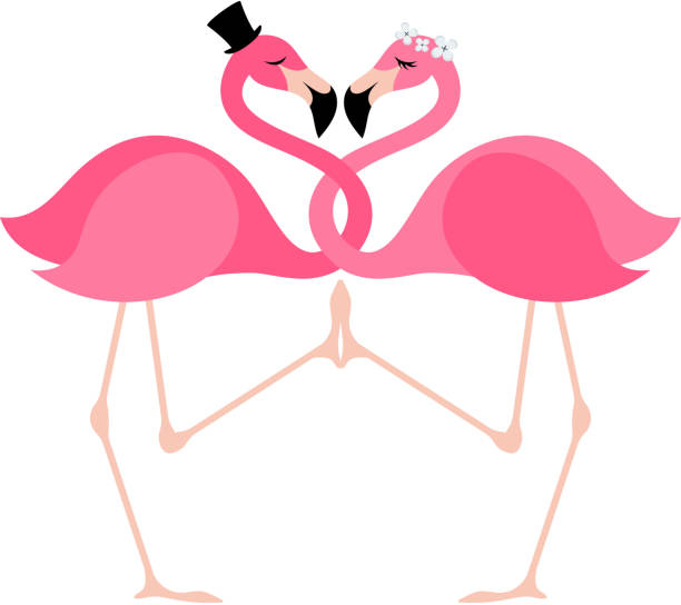 Two pink flamingoes in love - wedding illustration Two pink flamingoes in love - wedding illustration. Cylinder hat and wreath. Tropical birds. Love symbol. african bride and groom stock illustrations