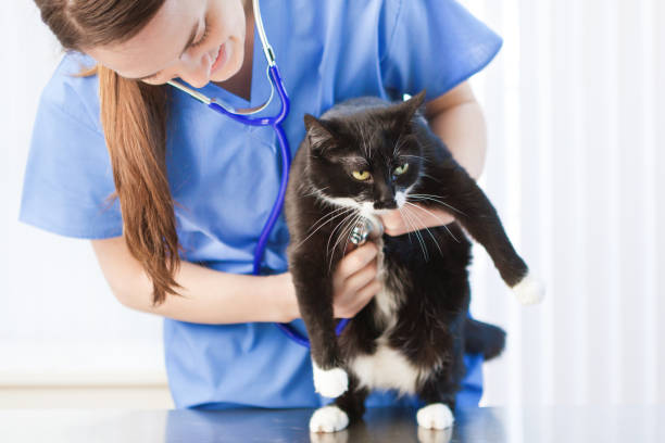 istock Veterinarian Working with cat in Veterinary Animal Clinic 968973816