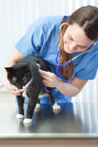 istock Veterinarian Working with cat in Veterinary Animal Clinic 968973820