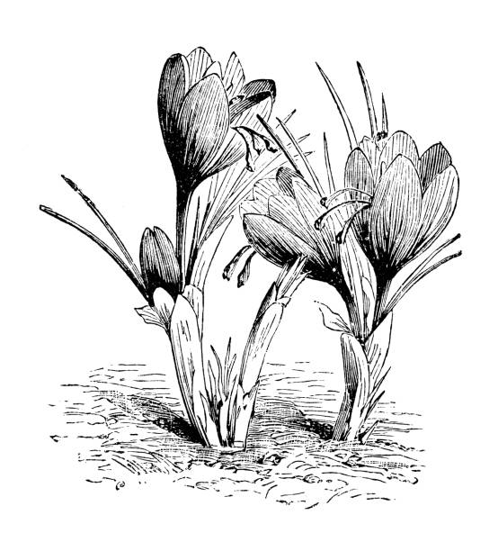 ilustrações de stock, clip art, desenhos animados e ícones de botany plants antique engraving illustration: crocus sativus, saffron crocus - single flower flower crocus bud