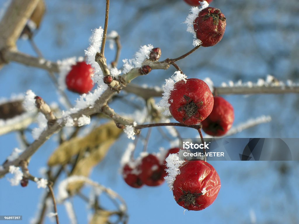 Red berry hawthorn alimentos para aves. Inverno. - Royalty-free Ao Ar Livre Foto de stock