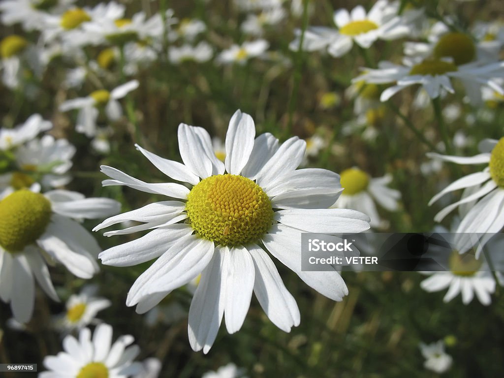 Flor camomile. Close-up. - Foto de stock de Agosto royalty-free