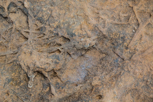 istock Texture of a rock at the seashore 968976638