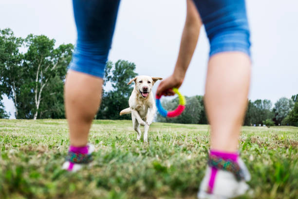 giovane donna che gioca con il suo cane all'aperto - dog pets healthy lifestyle cheerful foto e immagini stock