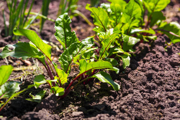 istock young beet growing in the garden 968980610
