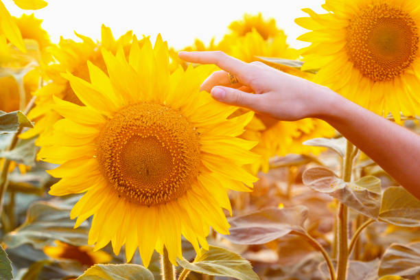 istock sunflowers close-up in sunset time 968980618