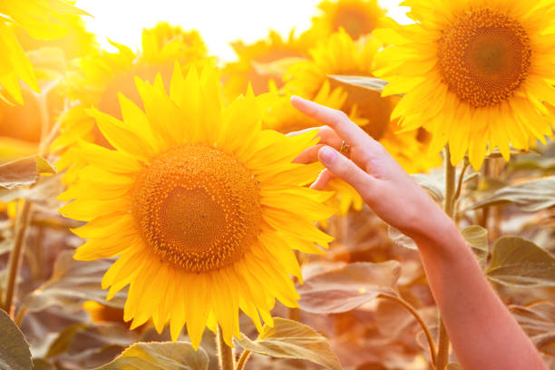istock sunflowers close-up in sunset time 968980628