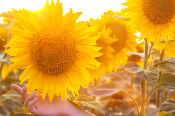 istock sunflowers close-up in sunset time 968980658