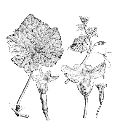 Botany plants antique engraving illustration: Cucurbita moschata