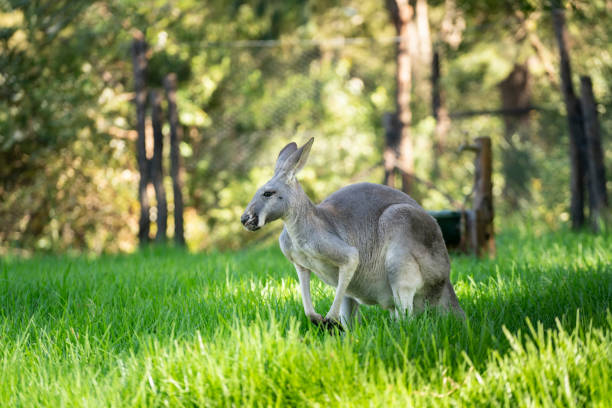Western Grey  Kangaroos stock photo
