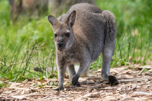 Western Grey  Kangaroos stock photo
