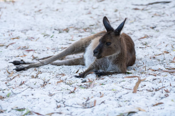 Western Grey  Kangaroos stock photo