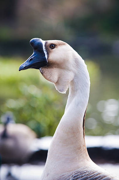 Goose portrait stock photo