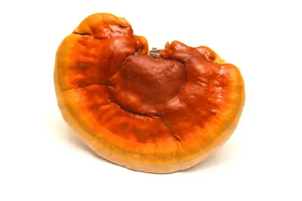 Photo of lingzhi mushroom