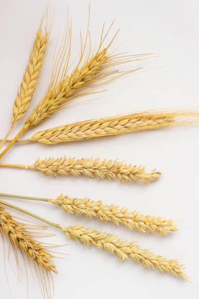 istock Springs of wheat on a white background. Close up. Top view 968984208