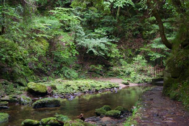 istock Akame 48 Waterfalls: Mysterious scenery with giant trees & huge moss covered rock formations, untouched nature, lush green vegetation, cascading waterfalls & natural pools in rural Japan near Osaka 968984320