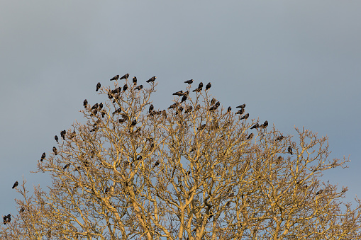Crows gather on the treetop