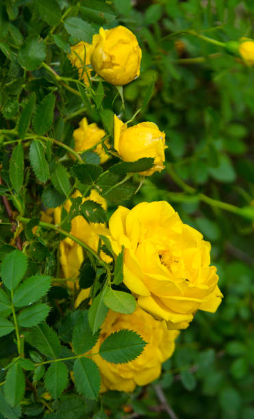 istock yellow garden braided rose 968984546