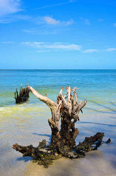 Beautiful Weathered Driftwood Beautiful Weathered Driftwood on the beach of Beer Can Island Longboat Key Florida longboat key stock pictures, royalty-free photos & images