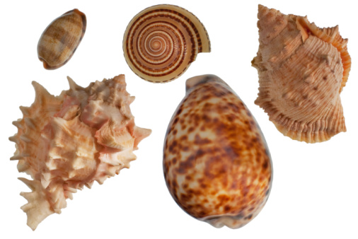 Set of five different seashells isolated over white. See also: