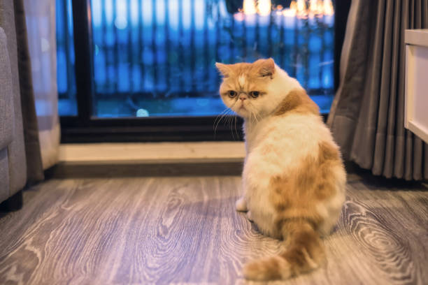 istock Exotic shorthair cat in luxury condo 968993388