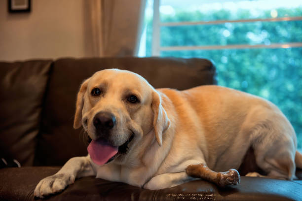 istock Cute Labrador retriever dog on sofa bed 968993432