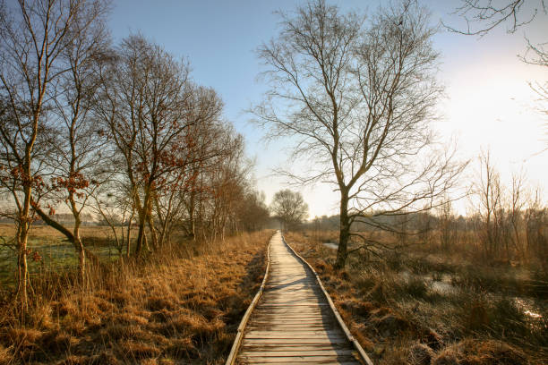 istock The largest raised bog of Germany 968993500