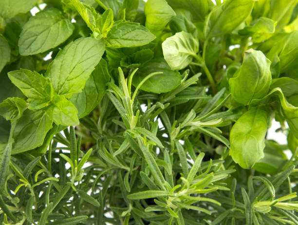 istock Collage of Various Herbs Bunched Together 968993552