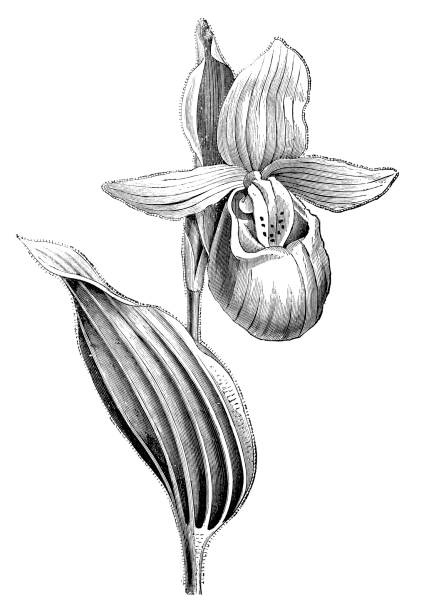 illustrazioni stock, clip art, cartoni animati e icone di tendenza di botanica piante antica illustrazione incisione: vistosa pantofola della signora (cypripedium reginae) - ladyslipper