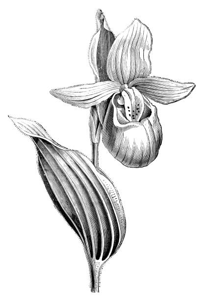 botanika rośliny antyczne grawerowanie ilustracja: showy lady's-pantofel (cypripedium reginae) - ladyslipper stock illustrations