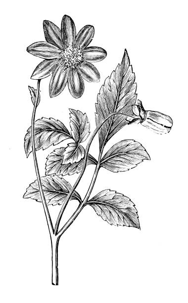 istock Botany plants antique engraving illustration: Dahlia coccinea 968995748