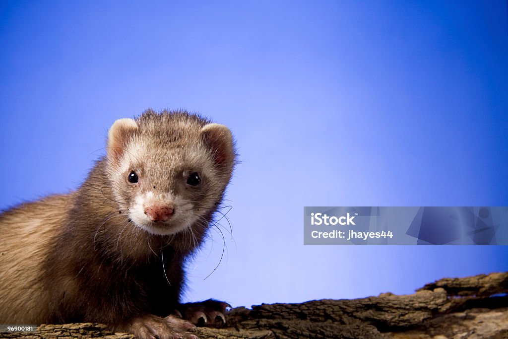 Ferret on a Log  Ferret Stock Photo