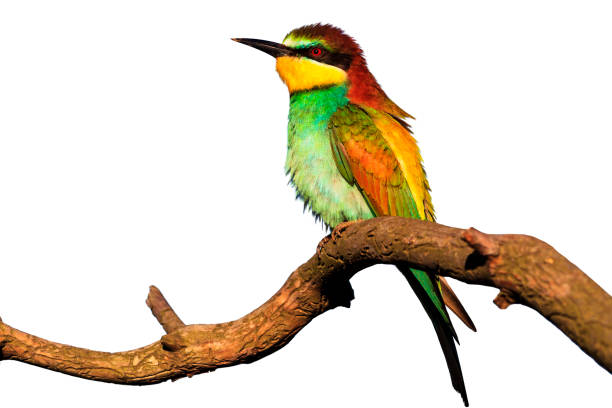 istock exotic bird sitting on a branch isolated on a white background 969003188