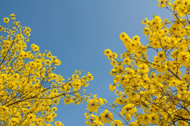 istock Yellow flowers on the branches on blue sky background 969003994