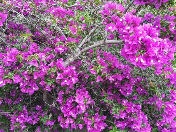 Buganvilia in bloom Bougainvillea plant in bloom in the middle of spring buganvilia stock pictures, royalty-free photos & images