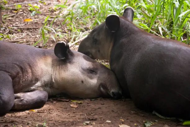 A tapir (Tapirus bairdii) is a large browsing mammal, similar in shape to a pig, with a short, prehensile snout. central america.